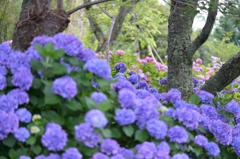 紫陽花・群生