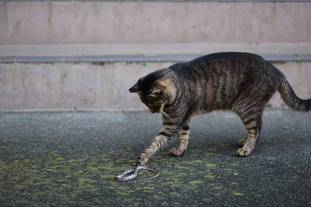 クリティカル猫パンチ