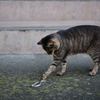 クリティカル猫パンチ