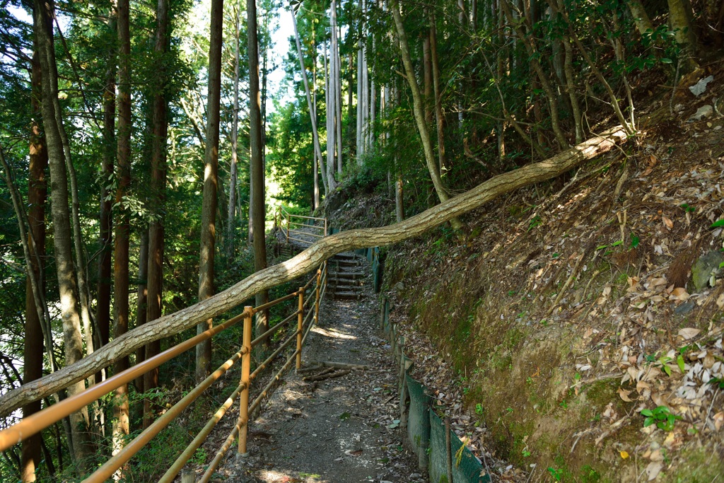 倒木深し