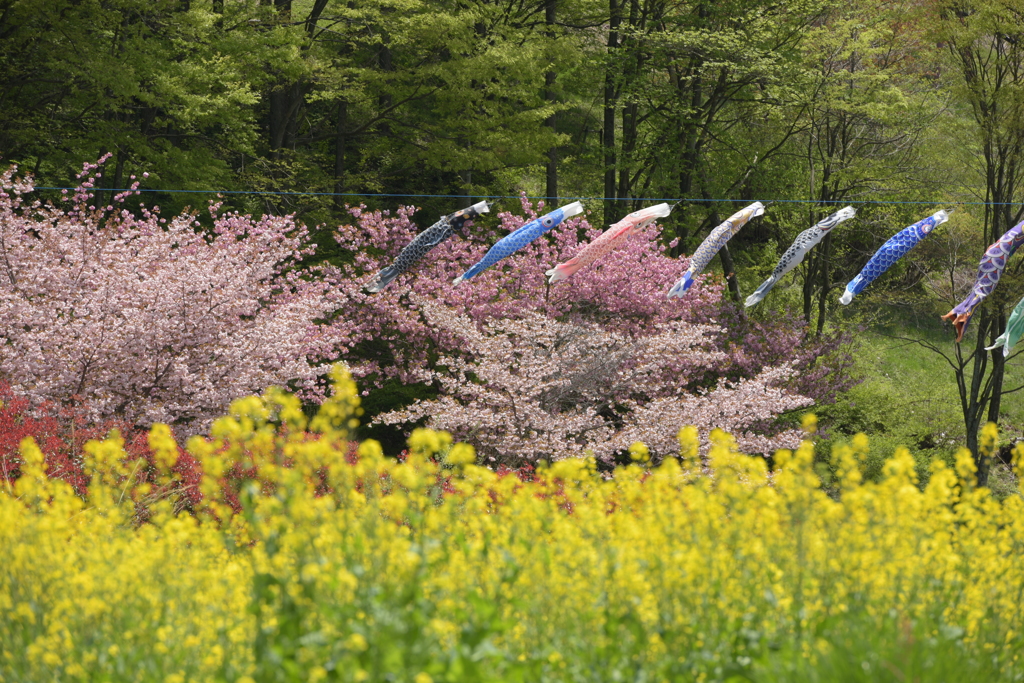 桜と菜の花と鯉のぼり