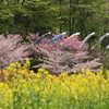 桜と菜の花と鯉のぼり