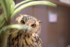 ツァイスと行く！ていやぁの夏休み１７