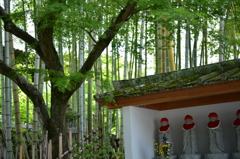 単焦点５０ｍｍの旅ｉｎ修善寺（修善寺境内の竹林）