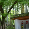 単焦点５０ｍｍの旅ｉｎ修善寺（修善寺境内の竹林）
