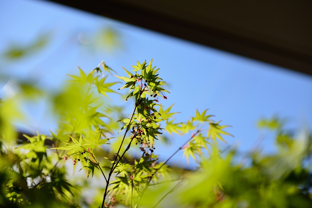 もみじ花咲く