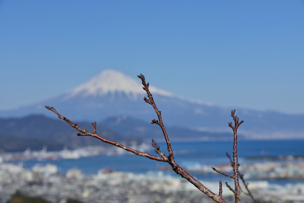 まだ蕾み