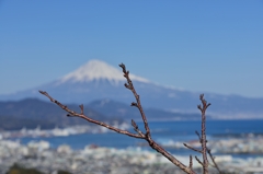 まだ蕾み