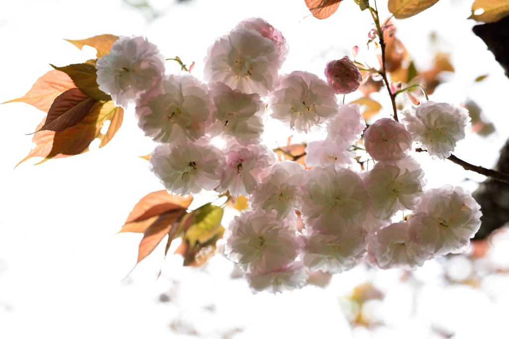 八重桜