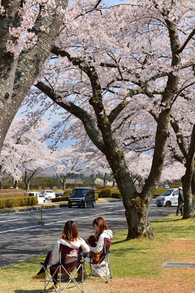 おねーさんと桜