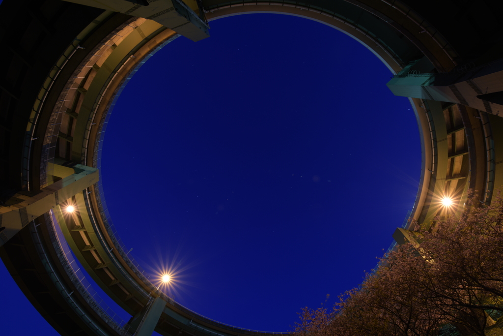 河津桜とループ橋