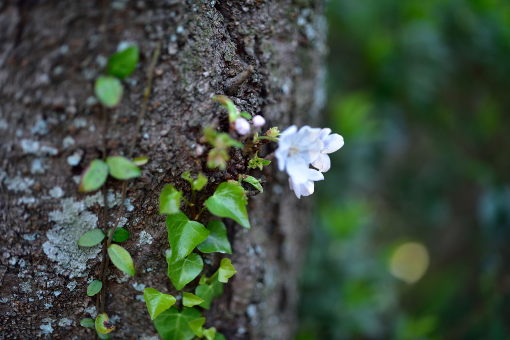 Otus５５ｍｍの旅（ツタと桜）