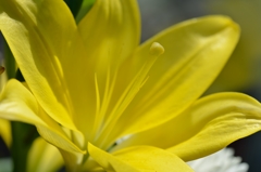何かの花
