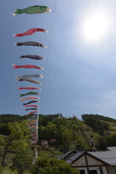 鯉のぼりと桜と飛行機雲１