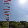 鯉のぼりと桜と飛行機雲１
