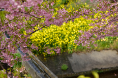 桜と菜の花と水路