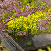 桜と菜の花と水路