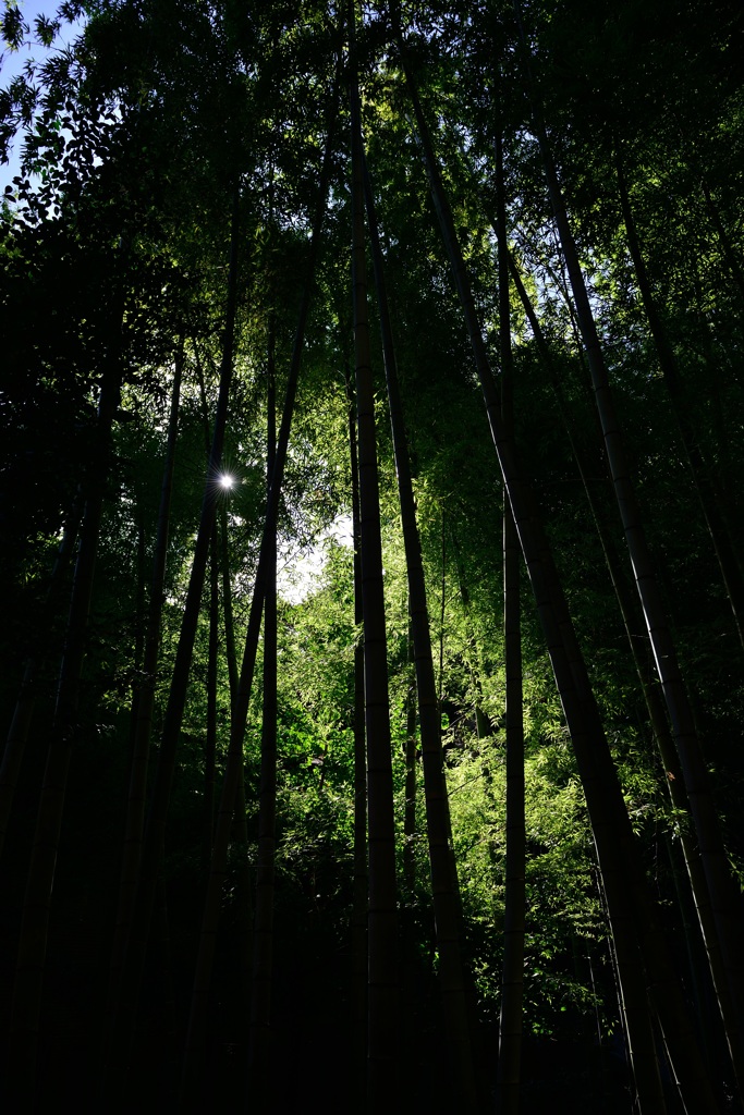 竹