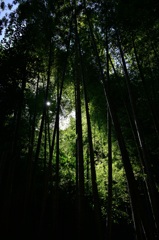 竹