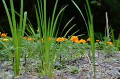 稲と花