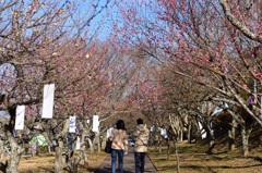 梅祭り