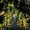 井川湖の夢の吊り橋