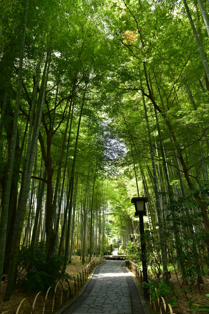 単焦点の旅ｉｎ修善寺　番外編６（竹林の小径）