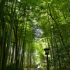 単焦点の旅ｉｎ修善寺　番外編６（竹林の小径）