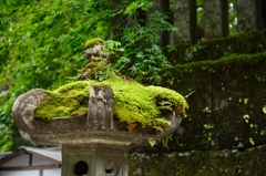 苔すぎ