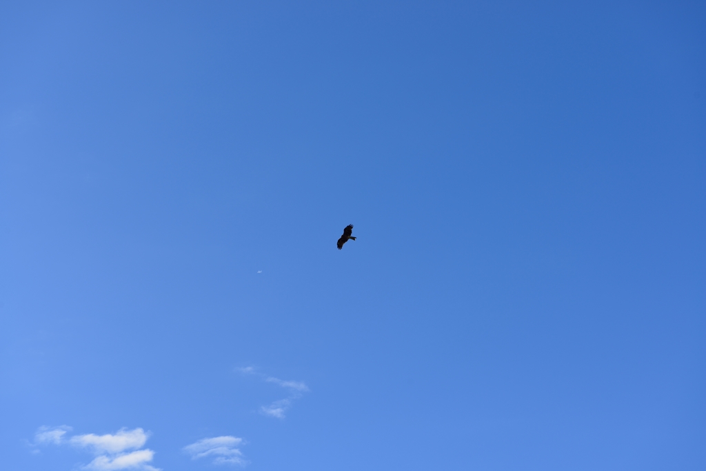 飛行機危うし！