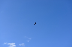 飛行機危うし！
