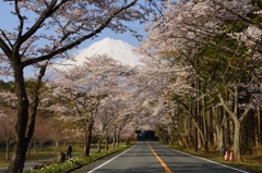 桜の街道と富士山