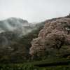 一本桜