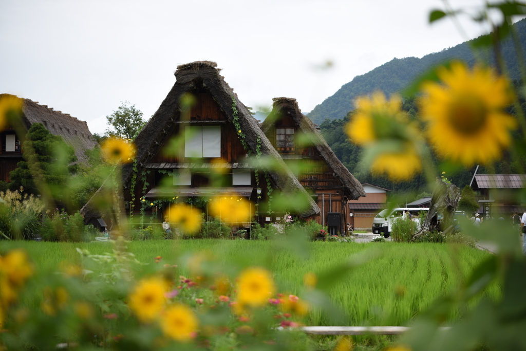 白川郷９