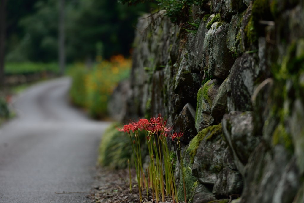 生活路に咲く曼珠沙華