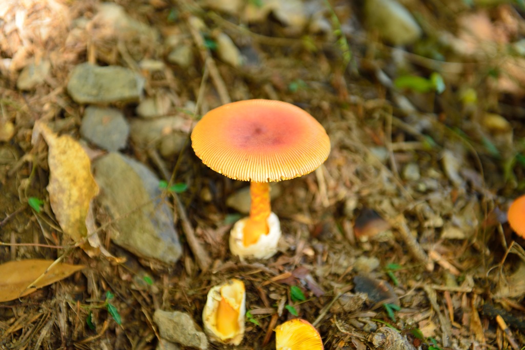 マリオ食べる？
