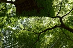 単焦点の旅ｉｎ修善寺　番外編４（青々とした木漏れ日）