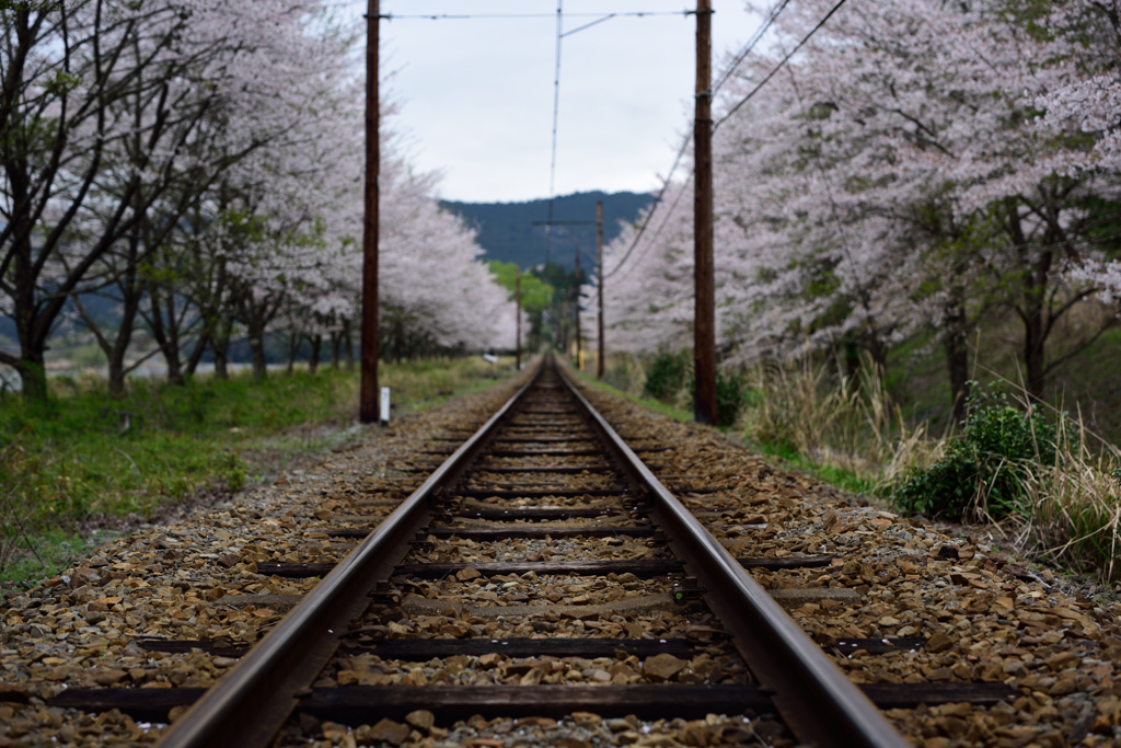 どこまでも続く桜と線路