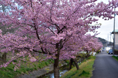 桜満開