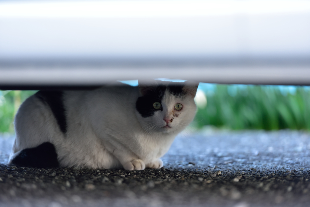 にゃんだ！！