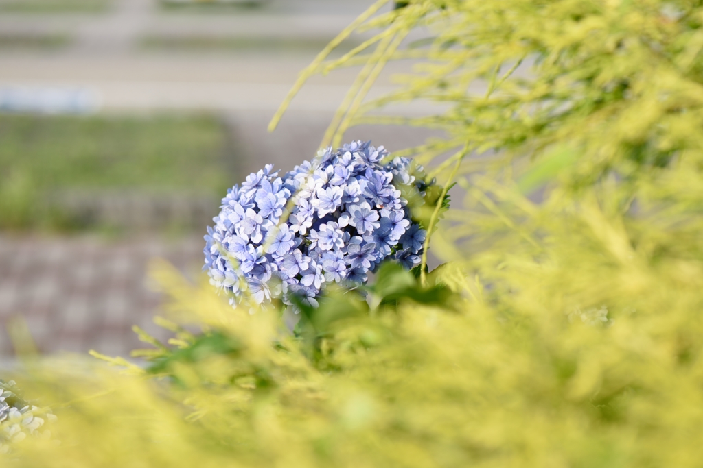 Ｄ８１０慣らし運転・紫陽花２