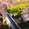 フィルム写真５（満開の桜と菜の花）
