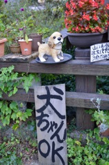 いぬちゃん