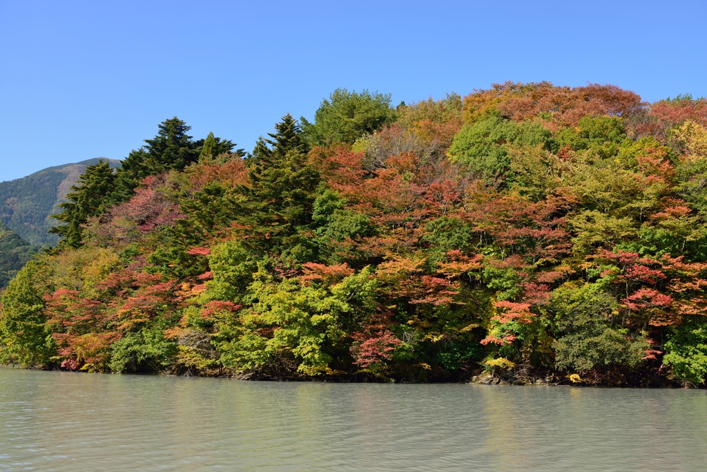 井川湖の紅葉（１１月８日）