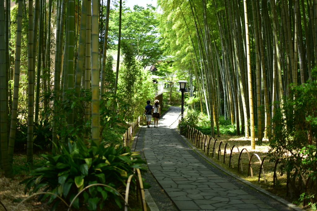 単焦点５０ｍｍの旅ｉｎ修善寺（竹林の小径）