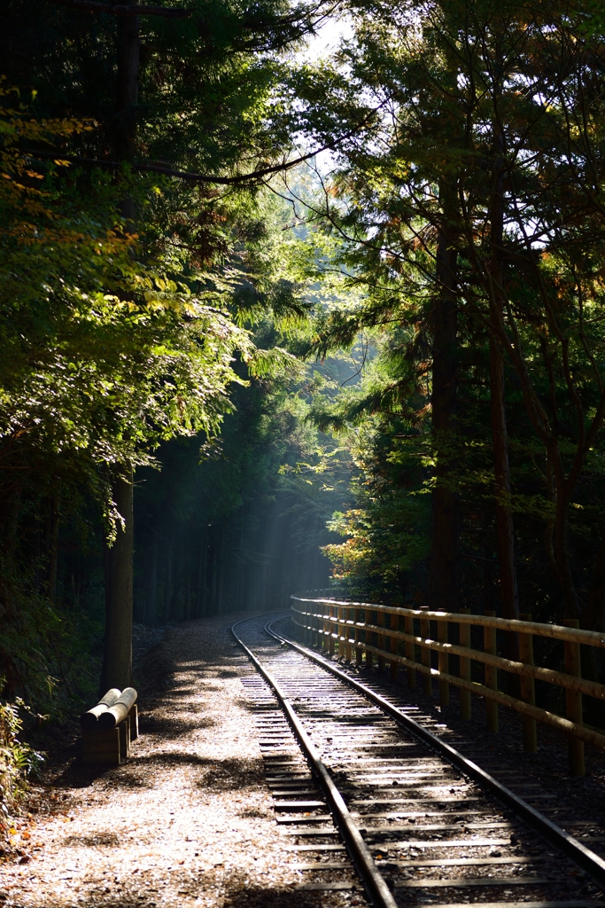 線路の木漏れ日