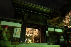 十輪寺の木蓮