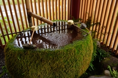 苔