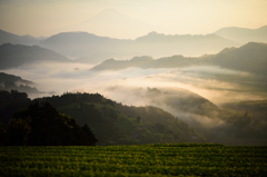 朝日を浴びて輝く茶畑と雲海と富士山