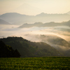 朝日を浴びて輝く茶畑と雲海と富士山